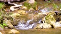 In the middle of the streamlet at Khao Laem National Park.