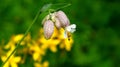 Interestingly blossoms Silene vulgaris. Royalty Free Stock Photo