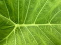 The middle vein of a big green giant taro leaf Royalty Free Stock Photo