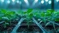 In the middle of winter a greenhouse glows with artificial light as young biofuel seedlings grow and thrive in their