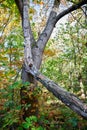 Broken tree, slumped against another, in the woods