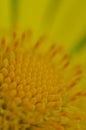 Yellow flower close-up Royalty Free Stock Photo