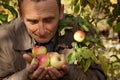 Middleaged man hold apples on hands and smell them