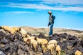 Midelt, Morocco - October 04, 2013. Sheep shepherd hunting sheep in mountains Royalty Free Stock Photo