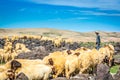 Midelt, Morocco - October 04, 2013. Sheep shepherd hunting sheep in mountains