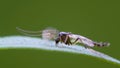 midge up close resting on leaf Royalty Free Stock Photo