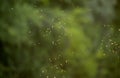 Midges in the sun in the nature Royalty Free Stock Photo