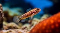 Midget dwarfgoby hiding behind a rock