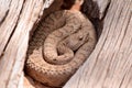 Midget Faded Rattlesnake in the wilds