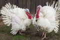 The Midget White Turkey Perfect Homestead. big fat turkey in the farm yard with purebred Royalty Free Stock Photo