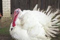 The Midget White Turkey Perfect Homestead. big fat turkey in the farm yard with purebred