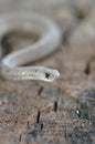 Midland Brown Snake Royalty Free Stock Photo