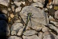 Midland Clubtail Dragonfly 703633