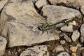 Midland Clubtail Dragonfly 703635