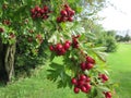 Midland hawthorn berries