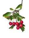 Midland hawthorn (Crataegus laevigata) Royalty Free Stock Photo