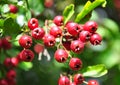Midland hawthorn (Crataegus laevigata) Royalty Free Stock Photo