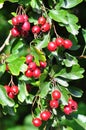 Midland hawthorn (Crataegus laevigata) Royalty Free Stock Photo