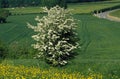 Midland Hawthorn, crataegus laevigata, Landscape in Normandy Royalty Free Stock Photo