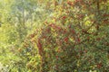 Midland hawthorn Crataegus laevigata tree with red berries, sun shining in background