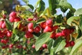 Midland hawthorn in a garden