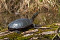 Midland Painted Turtle - Chrysemys picta marginata Royalty Free Stock Photo