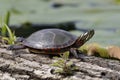 Midland Painted Turtle basking on a log