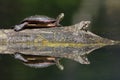 Midland Painted Turtle basking on a log