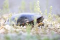 Midland painted turtle laying eggs