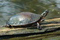 Midland Painted Turtle - Chrysemys picta marginata Royalty Free Stock Photo