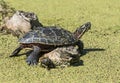 Midland Painted Turtle