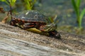 Midland Painted Turtle - Chrysemys picta marginata