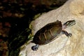 Midland Painted Turtle 602144