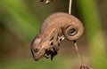 Midlands Dwarf Chameleon Complex (Complex Bradypodion melanocephalum)