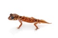 Midline Knob-tailed Gecko Royalty Free Stock Photo