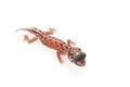 Midline Knob-tailed Gecko