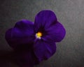 Midnight Blue Viola