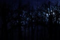 Midnight forest