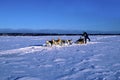 Midnight Run Dogsled Team 27476