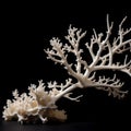 Midnight Serenity: Dried Branches of Sea Corals Creating a Tranquil Scene on a Black Canvas