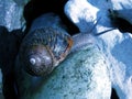 Midnight snail Royalty Free Stock Photo