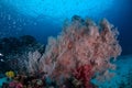 Midnight snapper behind a big pink gorgonian coral