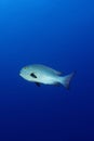 Midnight snapper fish in maldives Royalty Free Stock Photo