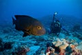 Midnight snapper & underwater photographer Royalty Free Stock Photo