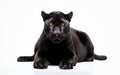 Midnight Stalker Panther on White Background