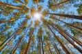 Midnight Sun in Bright Pine Forest Background