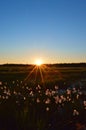 The midnight sun in the swamp in Finnish Lapland.