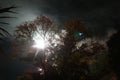 fireworks exploding behind trees