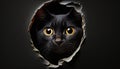 Midnight Watch: A Curious Black Cat Peeking Out of a Wall Hole. Generative AI Royalty Free Stock Photo