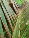 Palm fronds